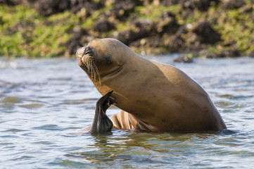 Obraz premium Sea lion female, patagonia Argentina