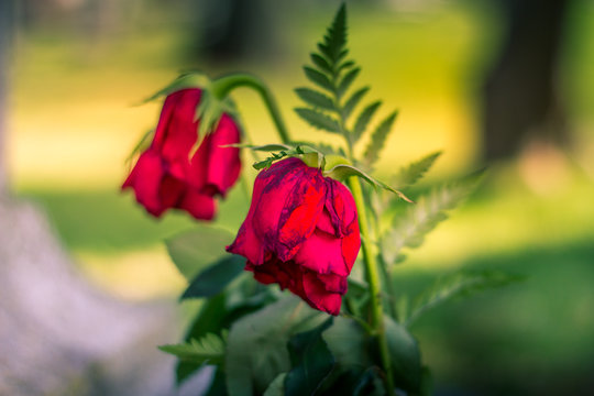 Red roses in cemetery / Roses rouges au cimeti&egrave;re