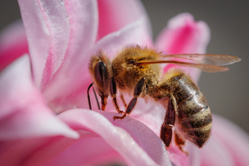 Bee on a pink flower collecting pollen and gathering nectar to produce honey in the hive