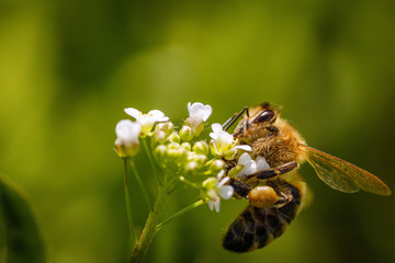 Bee on a white flower collecting pollen and gathering nectar to produce honey in the hive with left and above copy space