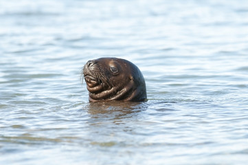 Obraz premium Sea Lion pup potrait, Patagonia Argentina