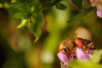 Bee on a pink flower collecting pollen and gathering nectar to produce honey in the hive with left copy space