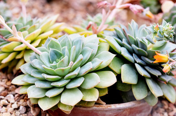 Fototapeta premium Succulents Cluster Green Plant Cactus Houseplant Concept Background