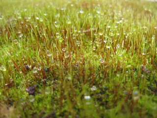 Moss with dew drops, macro photography. Green moss with dew drops closeup. A quaint little...