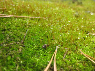 Moss with dew drops, macro photography. Green moss with dew drops closeup. A quaint little landscape.