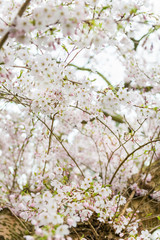White Blossom Cherry Tree during Spring Season
