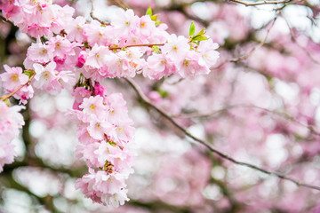 Fototapeta na wymiar Close up of Pink Blossom Cherry Tree Branch, Sakura Flowers