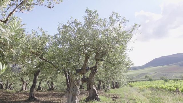 alberi d'ulivo