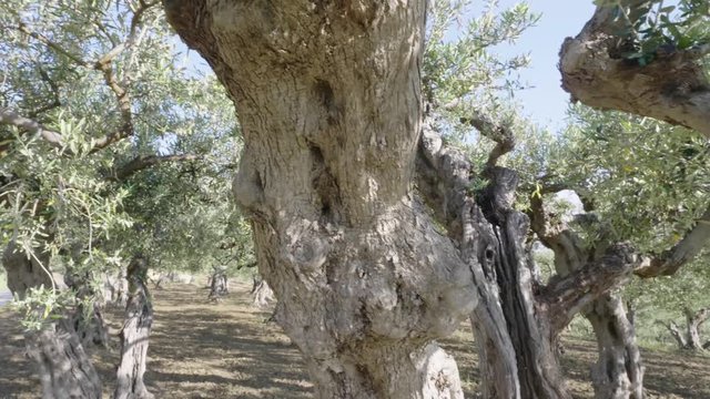 alberi d' ulivo Sicilia