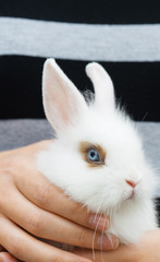 Vertical view of white decorative rabbit in the hands