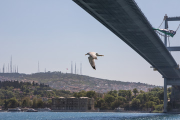 Möwe bei Brücke, Bosporus, Istanbul
