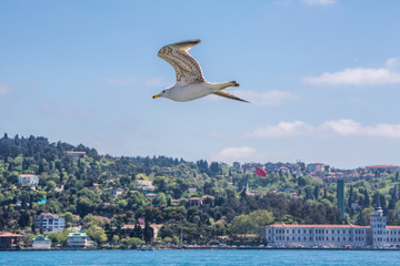 Fototapeta na wymiar Möwe über Bosporus, Istanbul