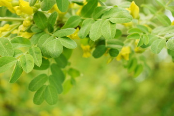 Fresh flowers and acacia leaves on a green blurry background, spring background a branch of a tree