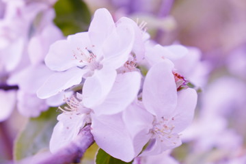 Apple sakura blossom pink purple flowers. Spring blurred background with soft focus