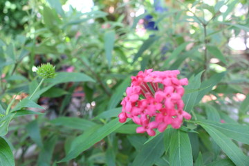 pink flower 1