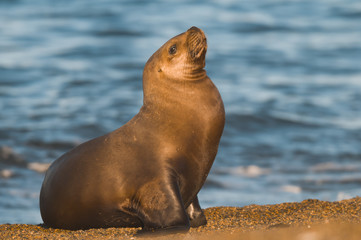 Fototapeta premium Sea lion female, patagonia Argentina