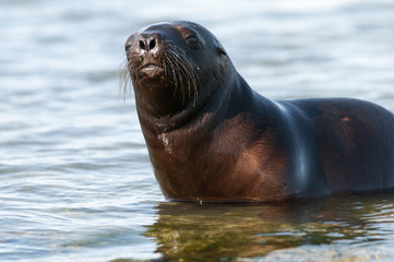 Sea Lion pup potrait, Patagonia Argentina