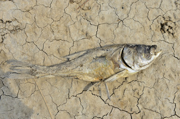 The dead fish