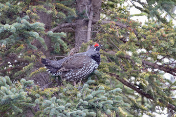 Male Spruce Grouse