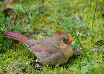 Cardinal Fledgling