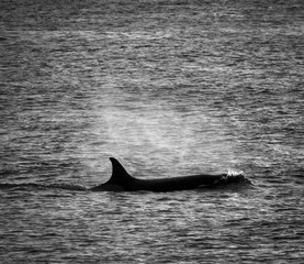 Fototapeta premium Orca hunt sea lions, Patagonia , Argentina
