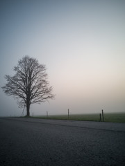 Fototapeta na wymiar Tree Silhouette in an Early Morning Besides Countryside Road