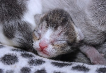 NEWBORN BROWN TABBY KITTEN