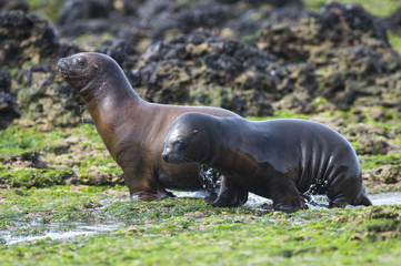Fototapeta premium Sea Lion pup walking on a beach, Patagonia Argentina