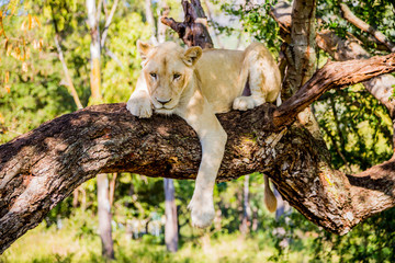 White lion sitting on a tree on Mauritius island, Casela park