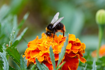 Bumblebee store honey dew from yellow chrysanthemum flower in garden. Insect's lunch/Bumblebee on flower collecting nectar. Shaggy bumblebee on yellow diasy