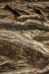 Fototapeta na wymiar Closeup of the tree roots - detailed texture