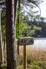 Sunny Spring Day in the Forest