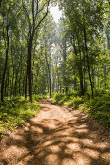 Naklejka premium Forest path in Fruska Gora. This is a mountain in Serbia. Sometimes, it is also referred to as jewel of Serbia, due to its beautiful landscape protection area, nature and its picturesque countryside.