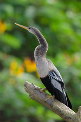 American Anhinga