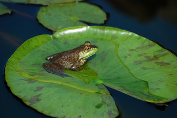 frog on lily pad side view close up