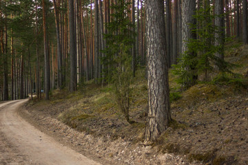 Obraz premium View of the Forest Road, heading deaper in the Woods
