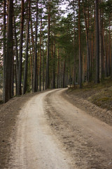 View of the Forest Road, heading deaper in the Woods