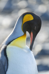 King Penguin, South Georgia Island, Antarctic