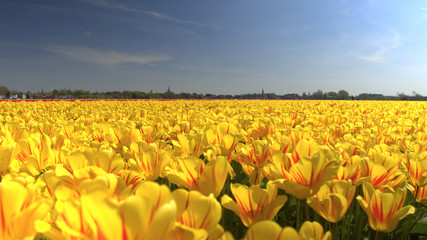 CLOSE UP: Big vast field of stunning red and yellow tulips dancing in the wind