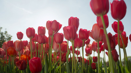 CLOSE UP: Pretty rosy red silky tulips blooming on amazing garden on sunny day