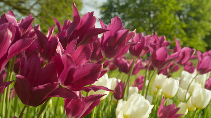 CLOSE UP: Endless row of colorful flowering tulips at touristic garden park