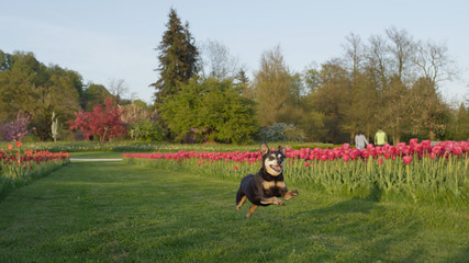 Excited senior dog running on grass field near colorful flowerbeds