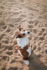Funny dog Jack Russell Terrier on the sand on the beach. Summer and travel