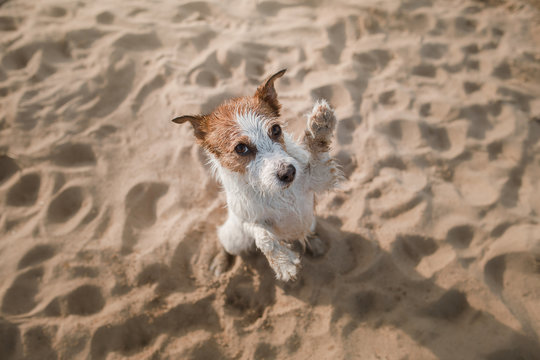 Funny dog Jack Russell Terrier on the sand on the beach. Summer and travel