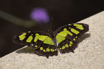 Green Butterfly
