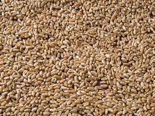 Background of scattered wheat grains