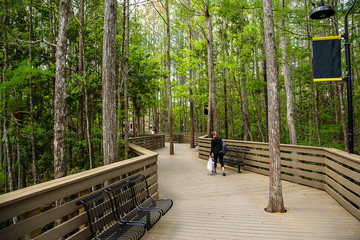 Wooden path in Florida university forest. Best place for studying.