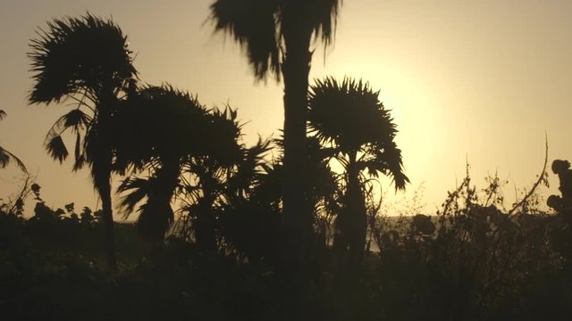 Pan right, sunset over palm trees in Honduras