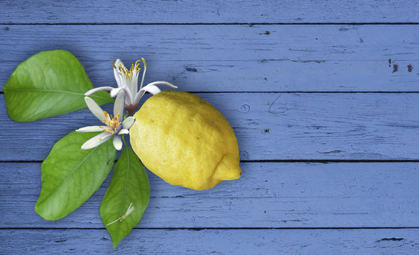 Lemon fruit with flowers and leaves