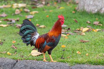 Wild rooster Chicken on Maui